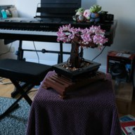 Mip-NeRF 360 · Bonsai